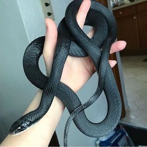 Meet your Posher, Linda